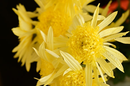 Yellow chrysanthemum flowers with water drops on black backgroundの写真素材