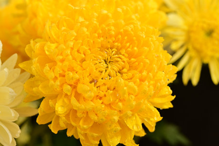 Yellow chrysanthemum flowers with water droplets on petalsの写真素材