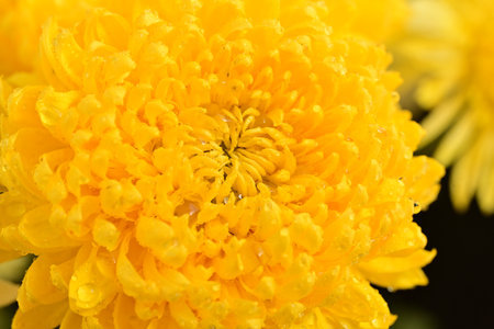 Yellow chrysanthemum in the garden, close up.の写真素材