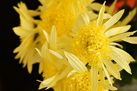 Yellow chrysanthemum flowers on black background, closeupの写真素材