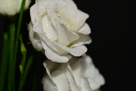 white rose with water drops on a black background, close-upの写真素材