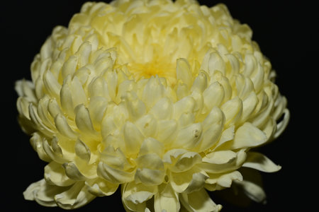 Yellow chrysanthemum on a black background close-upの写真素材