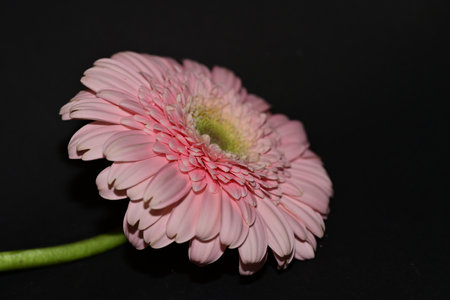 Pink gerbera flower isolated on black background, close-upの写真素材