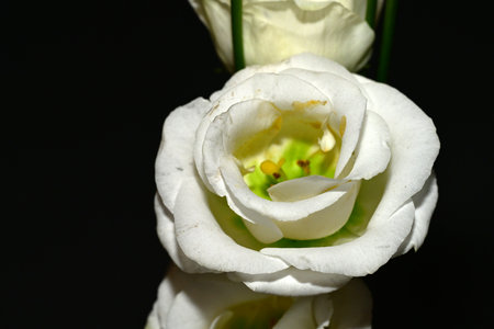 Beautiful white freesia on black background, close-upの写真素材