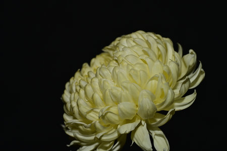 Yellow chrysanthemum isolated on black background. Close up.の写真素材