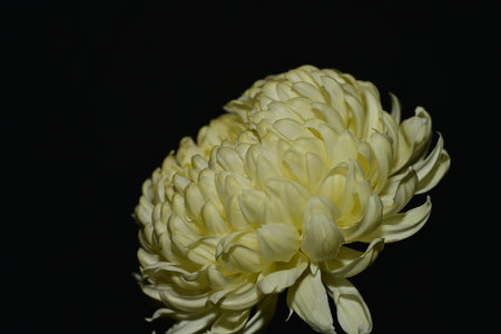 White chrysanthemum flower isolated on black background close upの写真素材