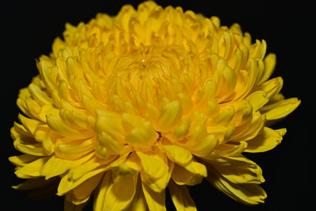 Yellow chrysanthemum on a black background close-upの写真素材