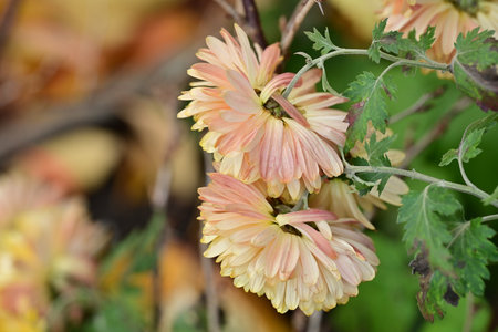 Chrysanthemums in autumn garden, closeup of flowersの写真素材