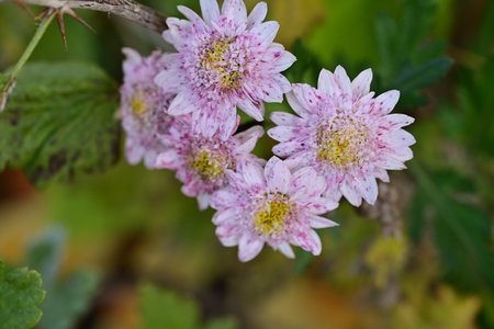 Chrysanthemum grandiflorum,Gran Canaria,Spainの写真素材