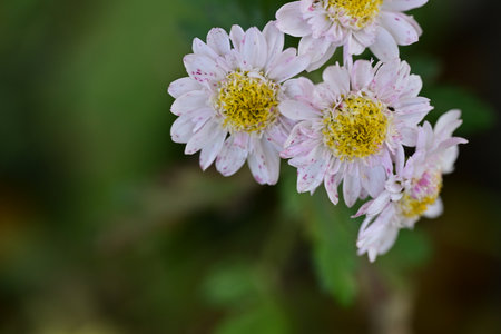 Chrysanthemum flowers in the garden. Macro photography.の写真素材