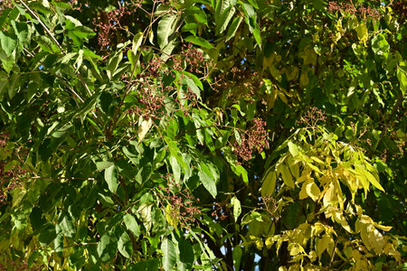 Close up of the leaves and fruits of the tree in the gardenの写真素材