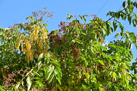 Mango tree with fruits and leaves in the garden, Thailand.の写真素材