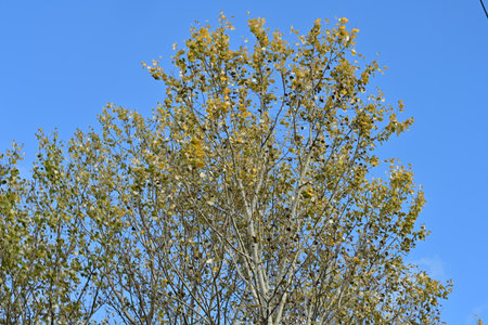 Trees with yellow leaves against the blue sky in the fall.の写真素材