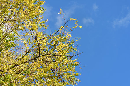 Yellow leaves of the tree against the blue sky in autumn season.の写真素材