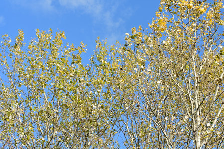 Birch trees with yellow leaves against the blue sky, autumn background