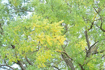 The leaves of the tree are yellow and green in autumn season.の写真素材