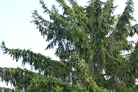 Green spruce branches and cones on a background of blue sky.の写真素材