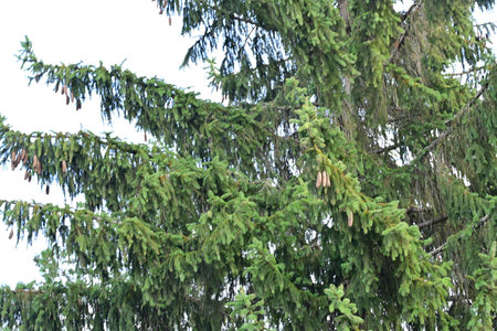 Green spruce branches with cones on a background of blue sky.の写真素材