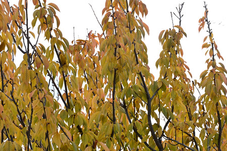 Autumnal leaves on the branches of a tree on a white backgroundの写真素材