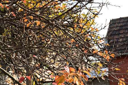 Autumn leaves on the branches of a tree in the city parkの写真素材