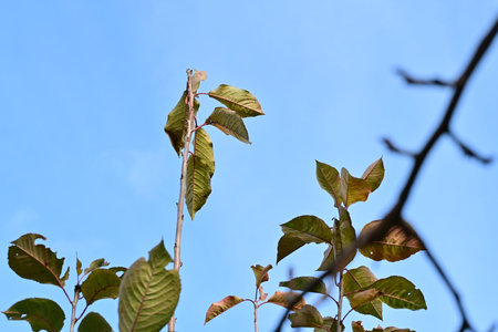 Leaves of a tree against the blue sky, close-upの写真素材