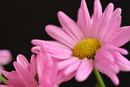 pink daisy flower on a black background close-up macroの写真素材
