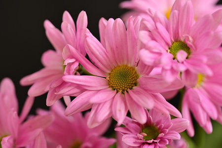 Pink chrysanthemum flowers on a black background close upの写真素材