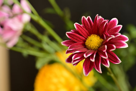 chrysanthemum very nice colorful autumn garden flower close upの写真素材