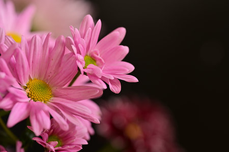Pink chrysanthemum flowers on black background, shallow depth of fieldの写真素材