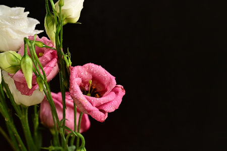 Bouquet of eustoma flowers with water drops on black backgroundの写真素材