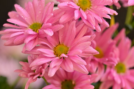 Pink chrysanthemum flowers with water drops on petalsの写真素材