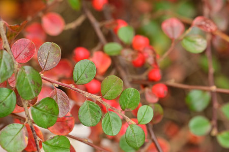 Red berries and green leaves on a bush in the autumn forest.の写真素材