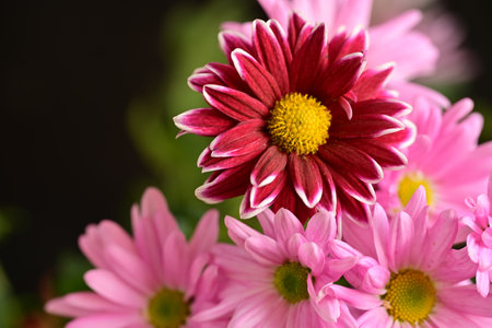 Pink chrysanthemum flowers on a black background close upの写真素材