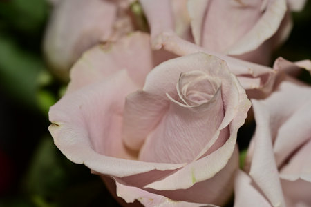 close up of a pink rose in bridal bouquet, studio shotの写真素材