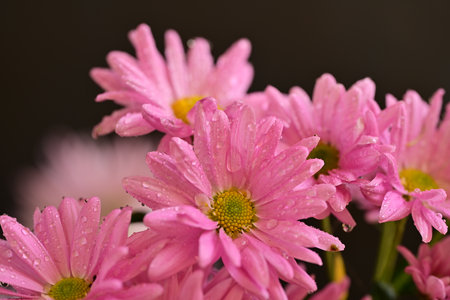 Pink chrysanthemum flowers with water drops on petalsの写真素材