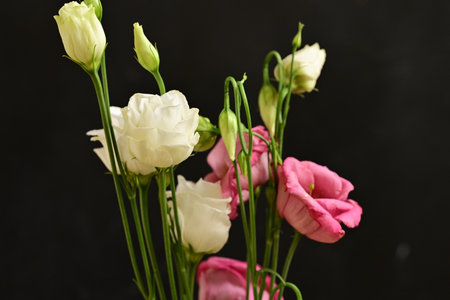 Bouquet of white and pink eustoma flowers on black backgroundの写真素材