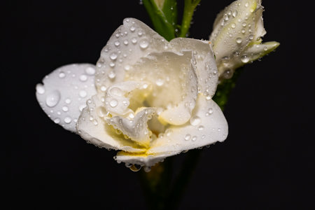 White freesia flower with water drops isolated on black background.の写真素材