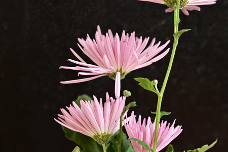 Pink chrysanthemum flowers on black background, closeupの写真素材
