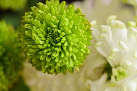 Green chrysanthemum macro close-up. Nature backgroundの写真素材