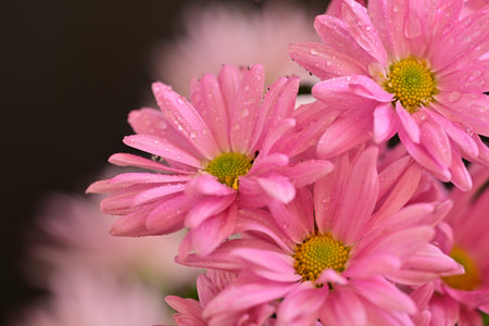 Pink chrysanthemum flowers with water drops on petalsの写真素材