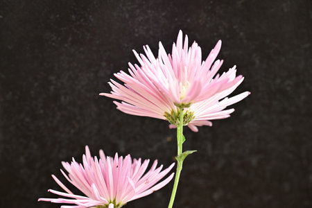 Pink chrysanthemum flowers on black background, closeupの写真素材