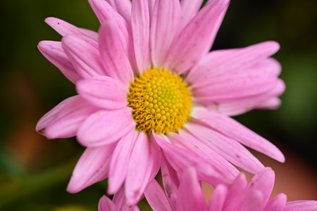 Pink chrysanthemum flower in the garden close up.の写真素材