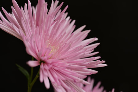 pink chrysanthemum on a black background close upの写真素材