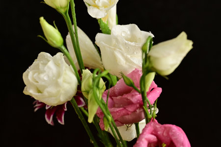 Bouquet of eustoma flowers on a black background.の写真素材