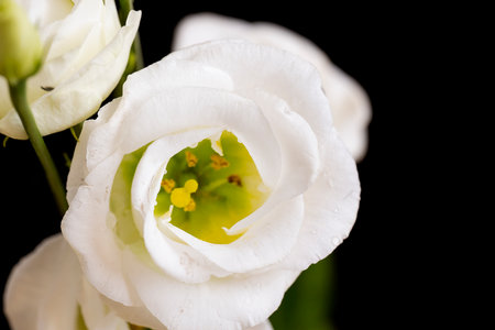 Beautiful white eustoma flower on a black background. macroの写真素材