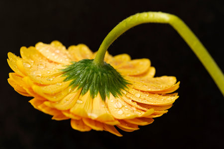 Yellow gerbera flower with water drops on petals isolated on black backgroundの写真素材