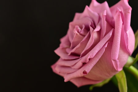 close up of pink rose on black background, shallow depth of fieldの写真素材