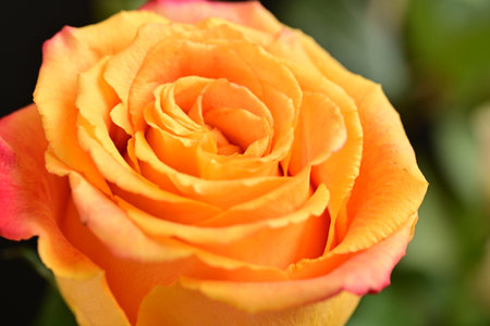 Beautiful orange rose in the garden, closeup of photo.の写真素材