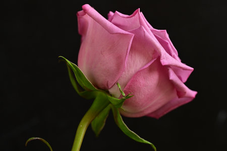 pink rose on black background, close up, shallow depth of fieldの写真素材
