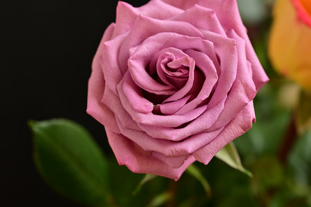 Beautiful pink rose on black background, closeup. Space for textの写真素材